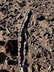 Peniocereus greggii, photograph (c) Clifton Ladd, C.W.B., some rights reserved (CC BY)