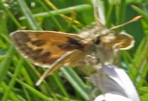iNaturalist observation photo of Sandhill Skipper