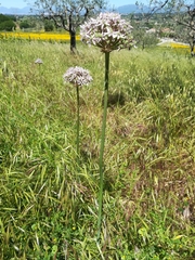 Allium nigrum