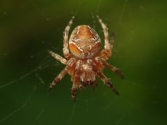 Araneus sturmi