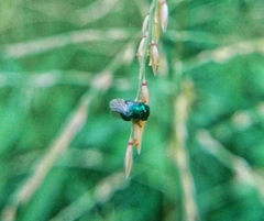 Perilampidae