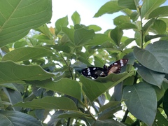 Hypolimnas anthedon anthedon