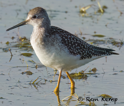 Lesser Yellowlegs