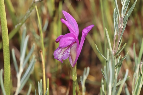 Arethusa bulbosa, photograph 5