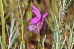 (c) Dustin Snider, some rights reserved (CC BY) Arethusa bulbosa, photograph (c) Dustin Snider, some rights reserved (CC BY)