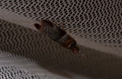 Calguia defiguralis