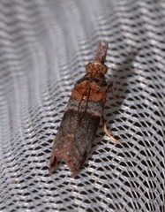 Calguia defiguralis