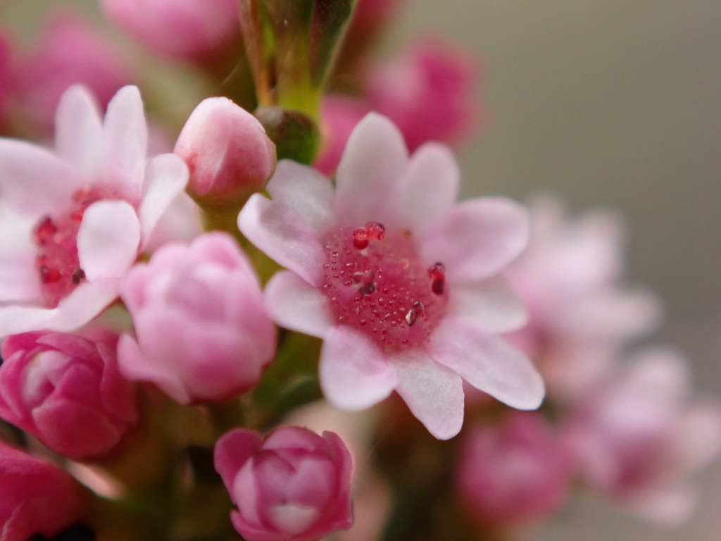 Thryptomene pieroniae
