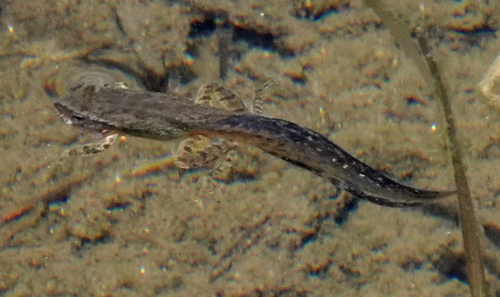 iNaturalist observation photo of Pacific chorus frog