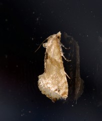 Eupoecilia acrographa