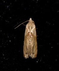 Eupoecilia acrographa