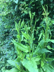 Rumex hydrolapathum