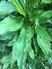 Rumex hydrolapathum