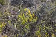 Erica parilis parilis