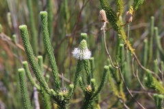 Stilbe albiflora