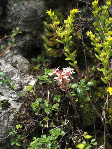 Sedum hispanicum, photograph 4