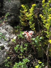 Sedum hispanicum, photograph (c) Jeff Clark, some rights reserved (CC BY)