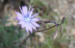 Lactuca perennis