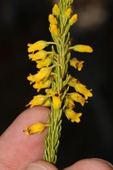 Erica parilis parilis