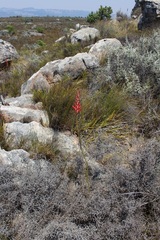 Tritoniopsis triticea