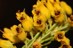 Erica parilis parilis