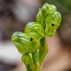 Pterostylis cycnocephala