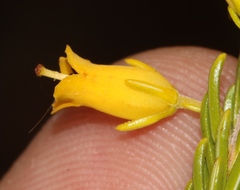 Erica parilis parilis