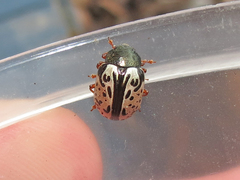 Calligrapha vicina