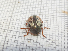 Calligrapha vicina