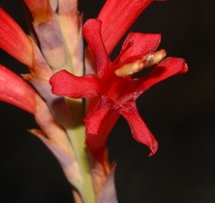 Tritoniopsis triticea