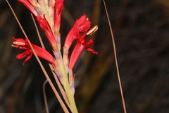 Tritoniopsis triticea