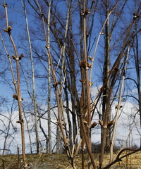 Sambucus kamtschatica