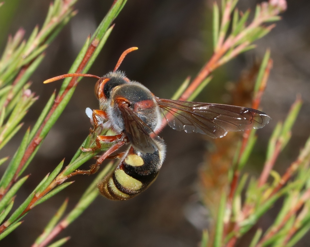 Stizus ruficornis