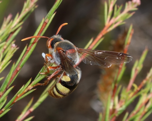 Stizus ruficornis