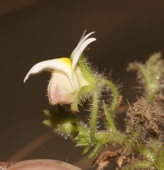 Nemesia acornis