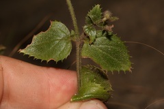 Nemesia acornis