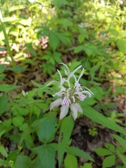 Monarda russeliana