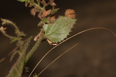 Nemesia acornis