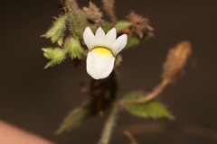 Nemesia acornis