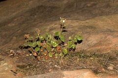 Nemesia acornis