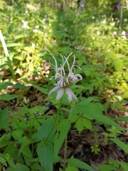 Monarda russeliana