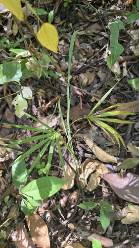 Euterpe edulis