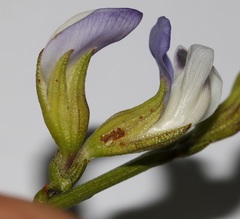 Psoralea peratica