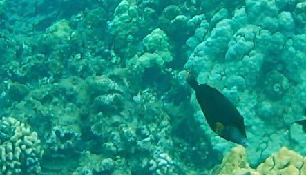 Cantherhines sandwichiensis observed 2026-08-04