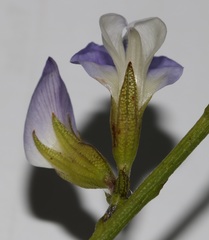 Psoralea peratica
