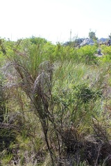 Psoralea peratica