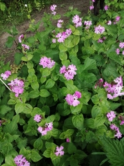 Silene dioica