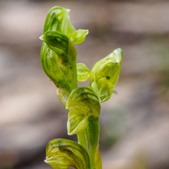 Pterostylis cycnocephala