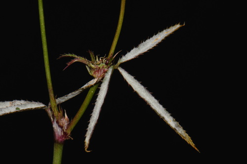 Trifolium willdenovii, photograph 4