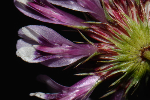 Trifolium willdenovii, photograph 5